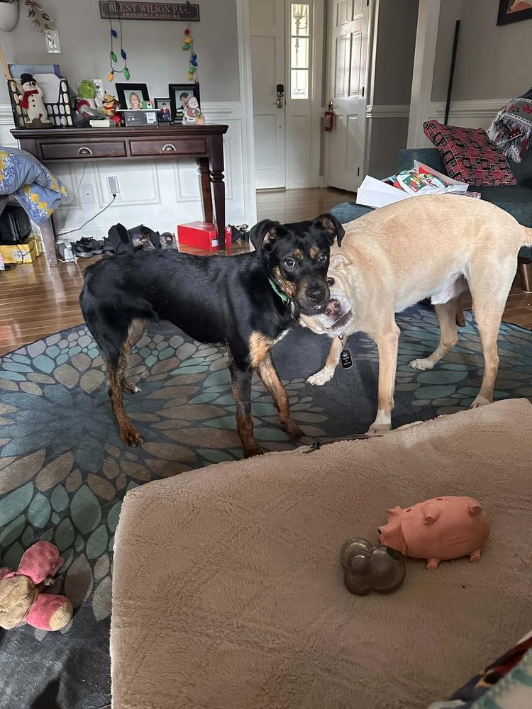 Enlarge Sammy, a Adoptable mixed breed in Willingboro, NJ image 2/6