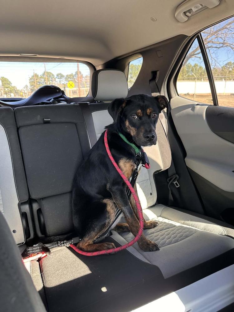 Enlarge Sammy, a Adoptable mixed breed in Willingboro, NJ image 3/6