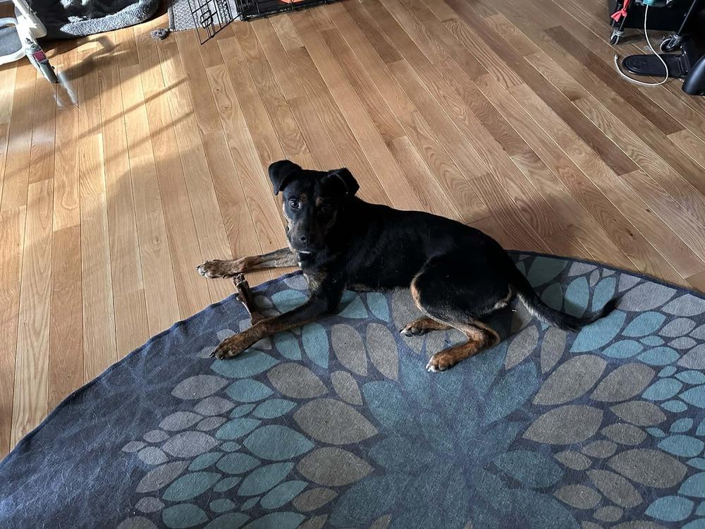 Enlarge Sammy, a Adoptable mixed breed in Willingboro, NJ image 5/6