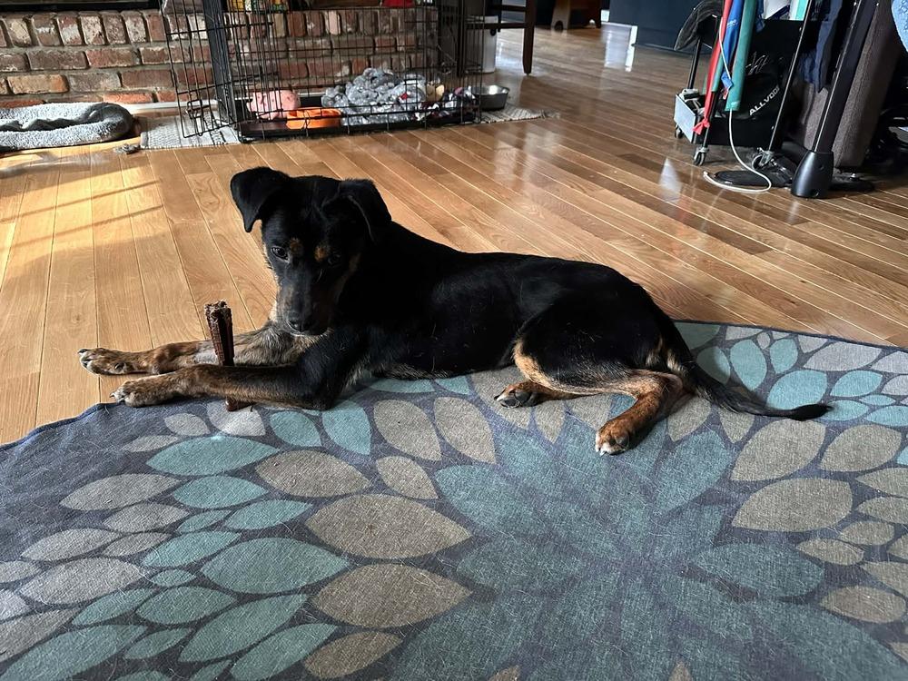 Enlarge Sammy, a Adoptable mixed breed in Willingboro, NJ image 6/6