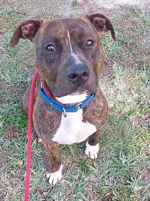 Enlarge TURBO, a Adoptable American Staffordshire Terrier in Fort Lauderdale, FL image 1/1