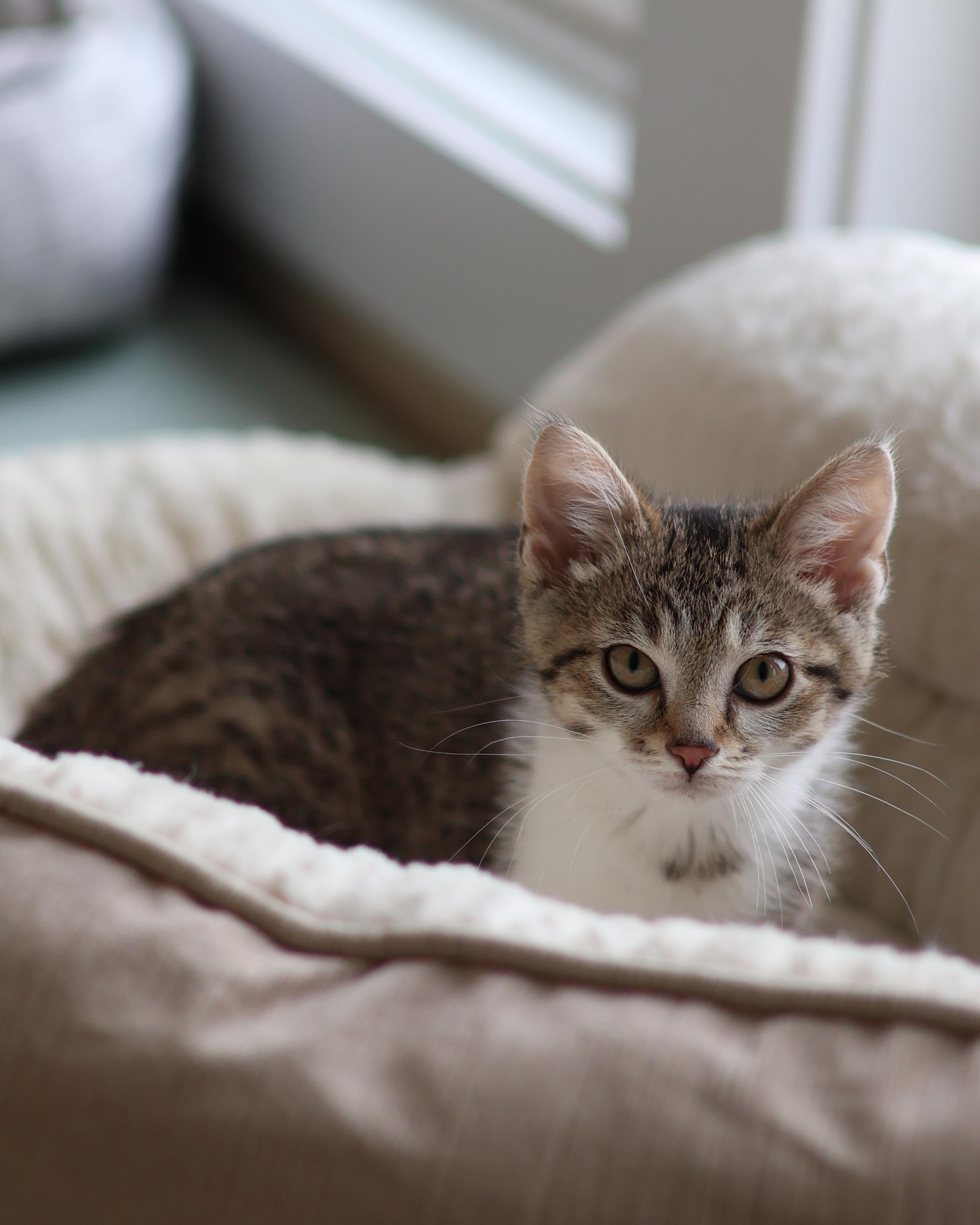 Jacob, Adoptable, Kitten Male Domestic Short Hair.