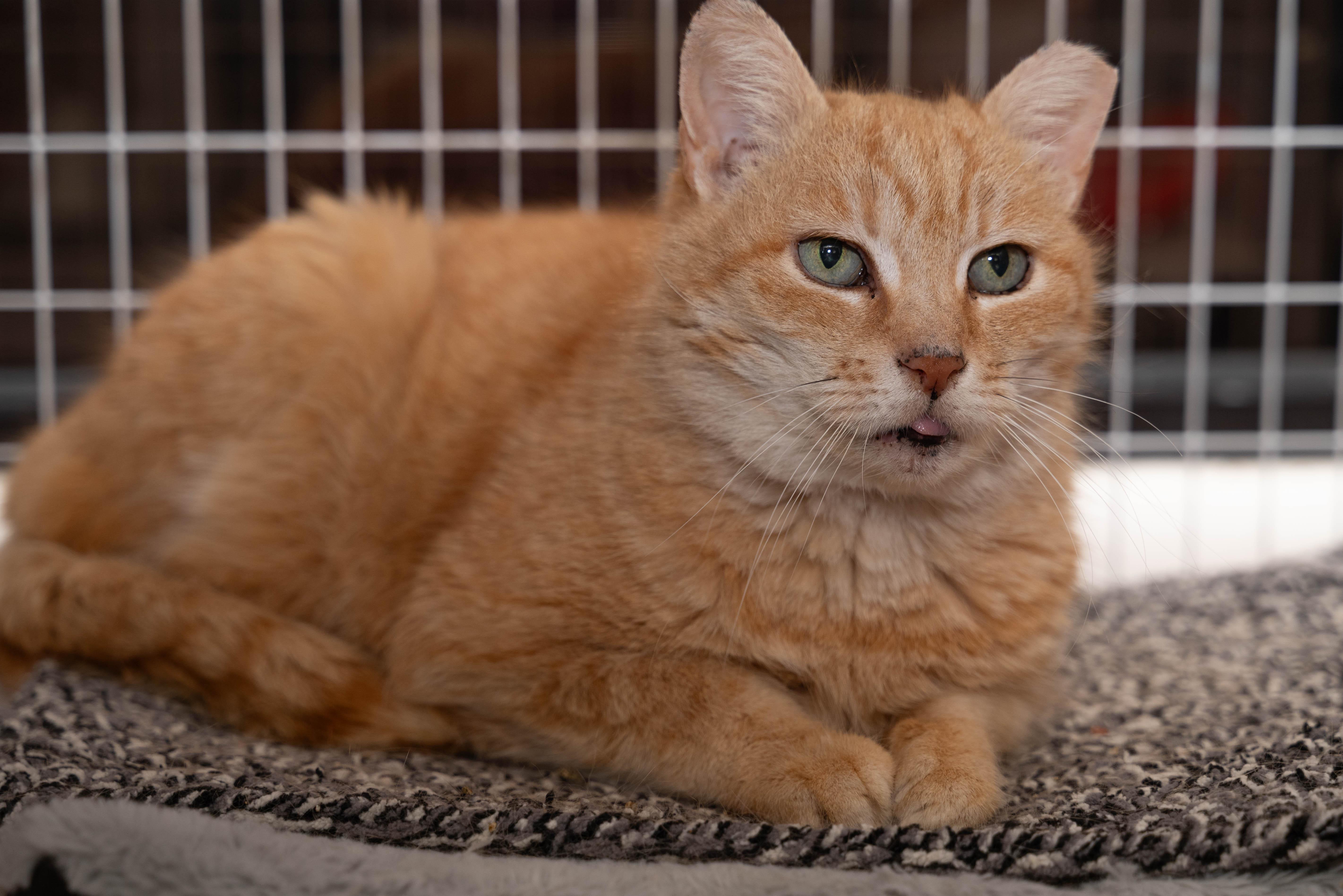Cremebrule, Adoptable, Adult Female Domestic Short Hair.