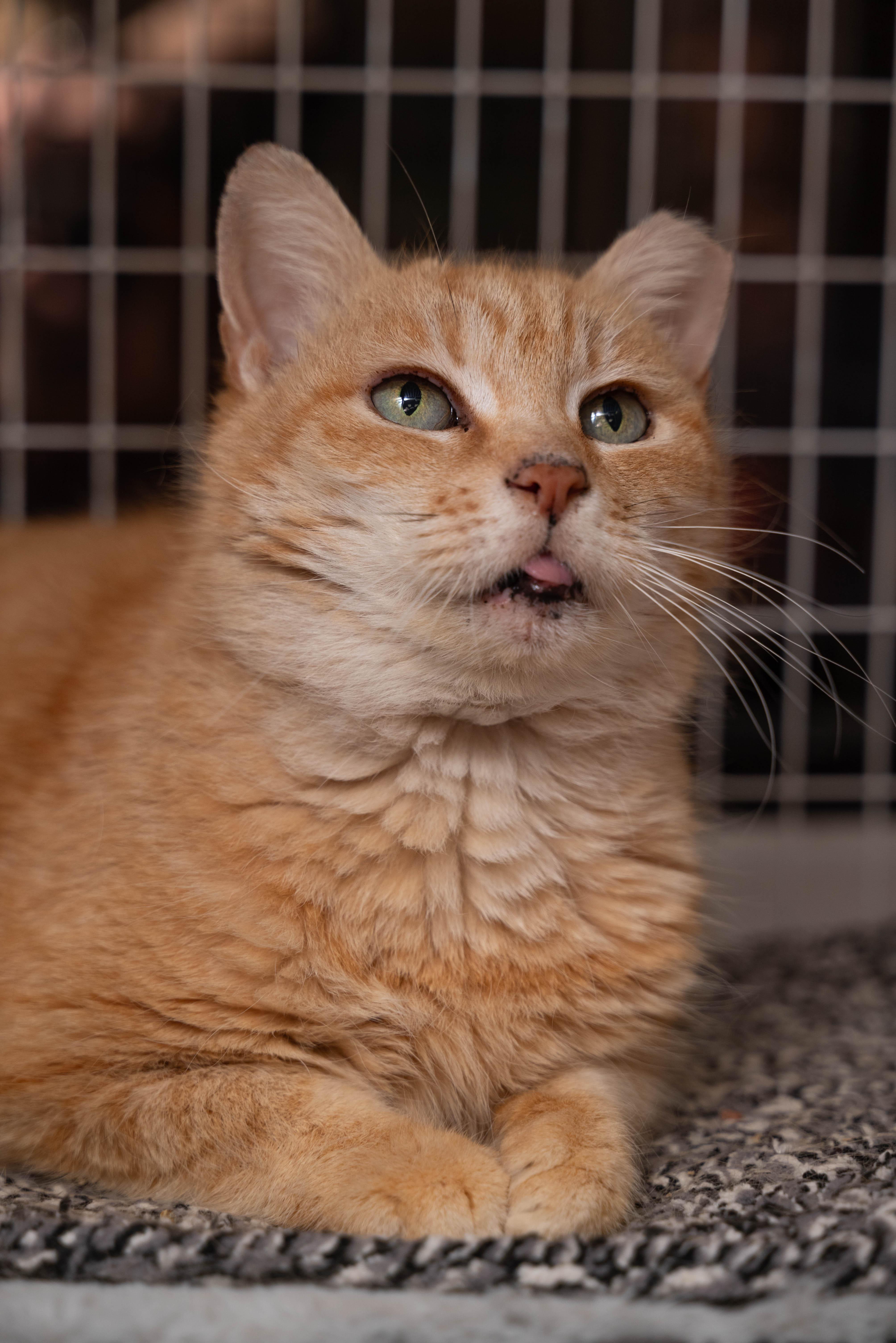 Cremebrule, a Adoptable Domestic Short Hair in Temple, PA image 2/3