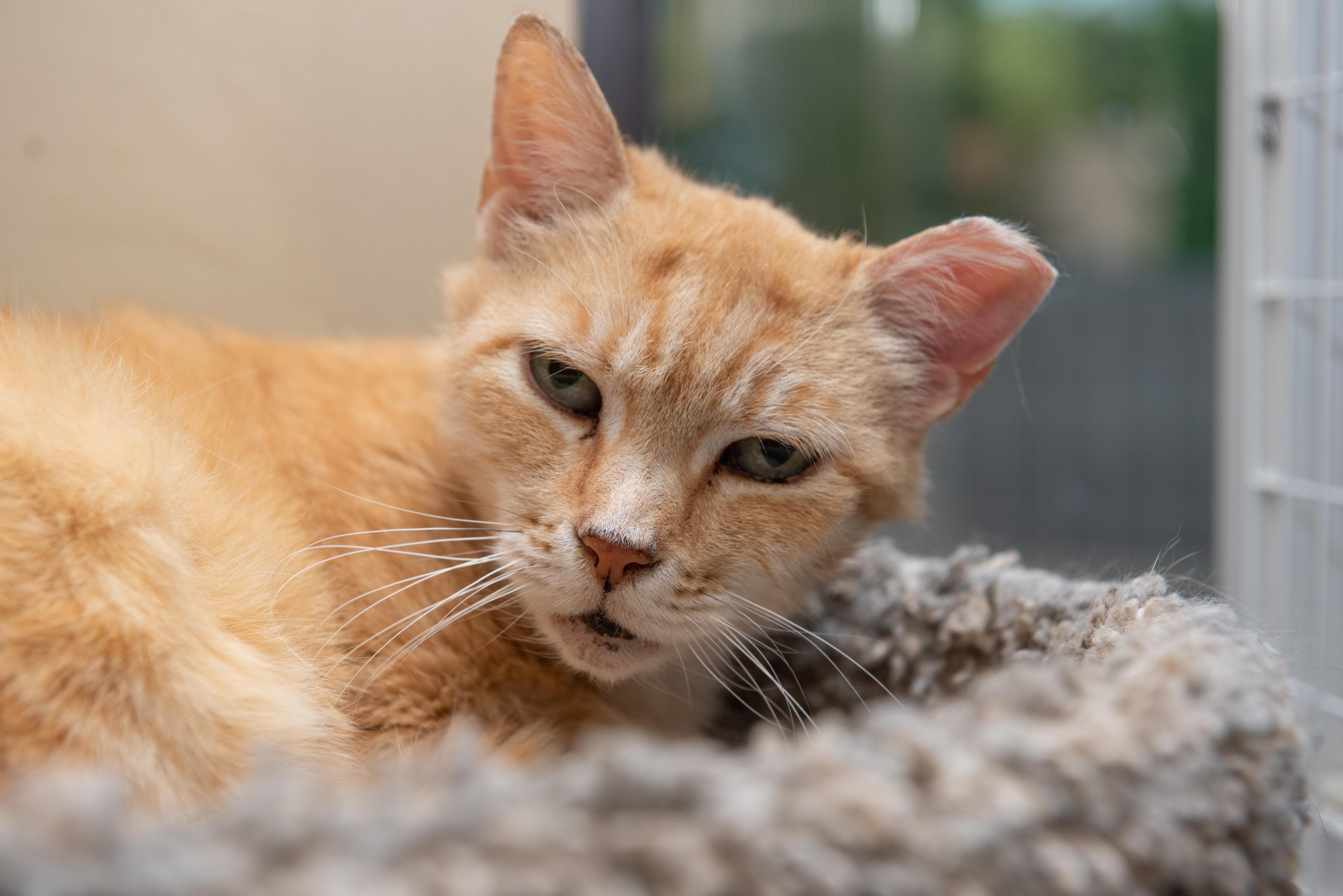 Cremebrule, a Adoptable Domestic Short Hair in Temple, PA image 3/3