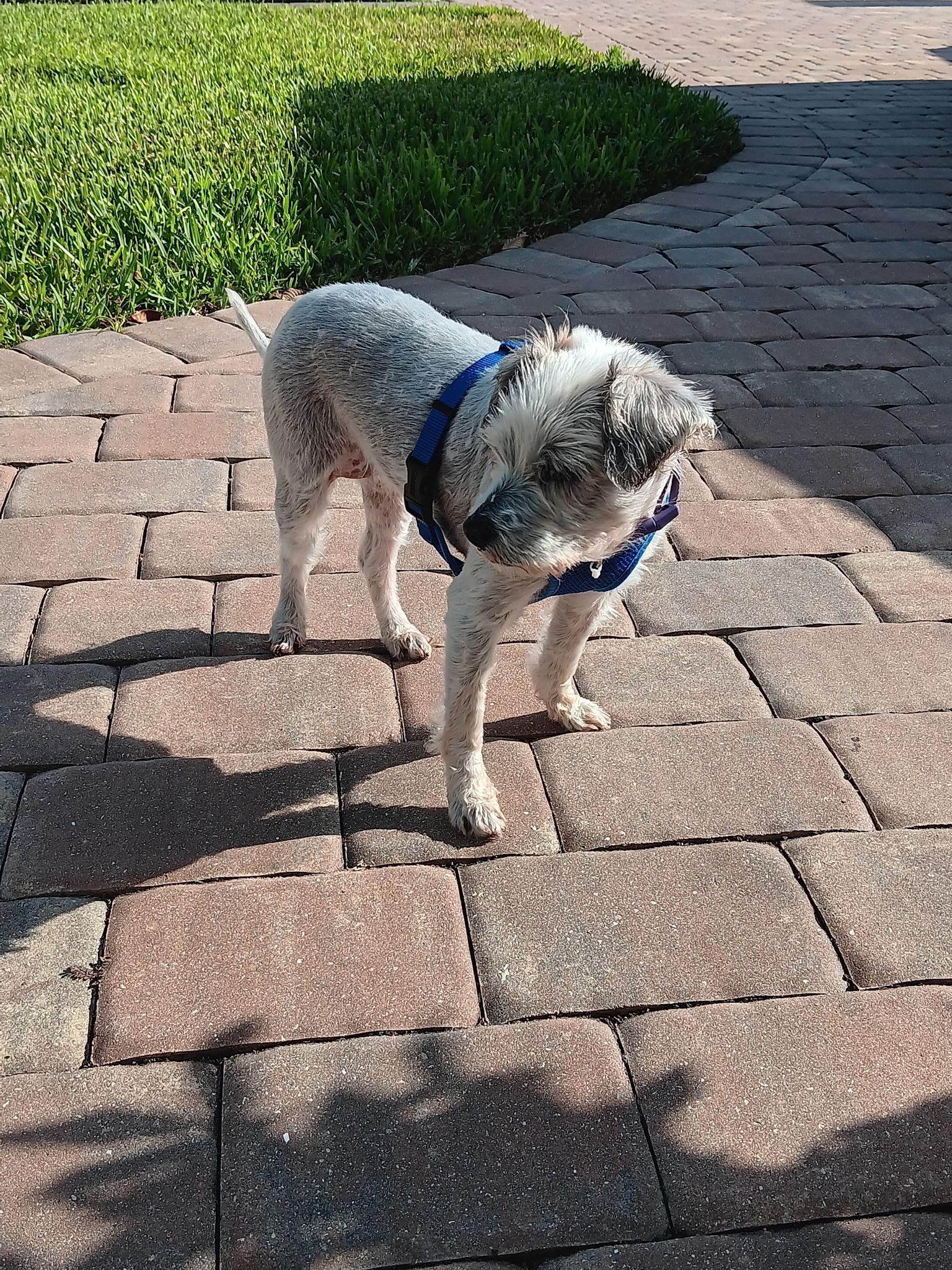 Enlarge Royalty, a ADOPTABLE mixed breed in Bradenton, FL image 4/5