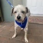 Enlarge Royalty, a ADOPTABLE mixed breed in Bradenton, FL image 3/5