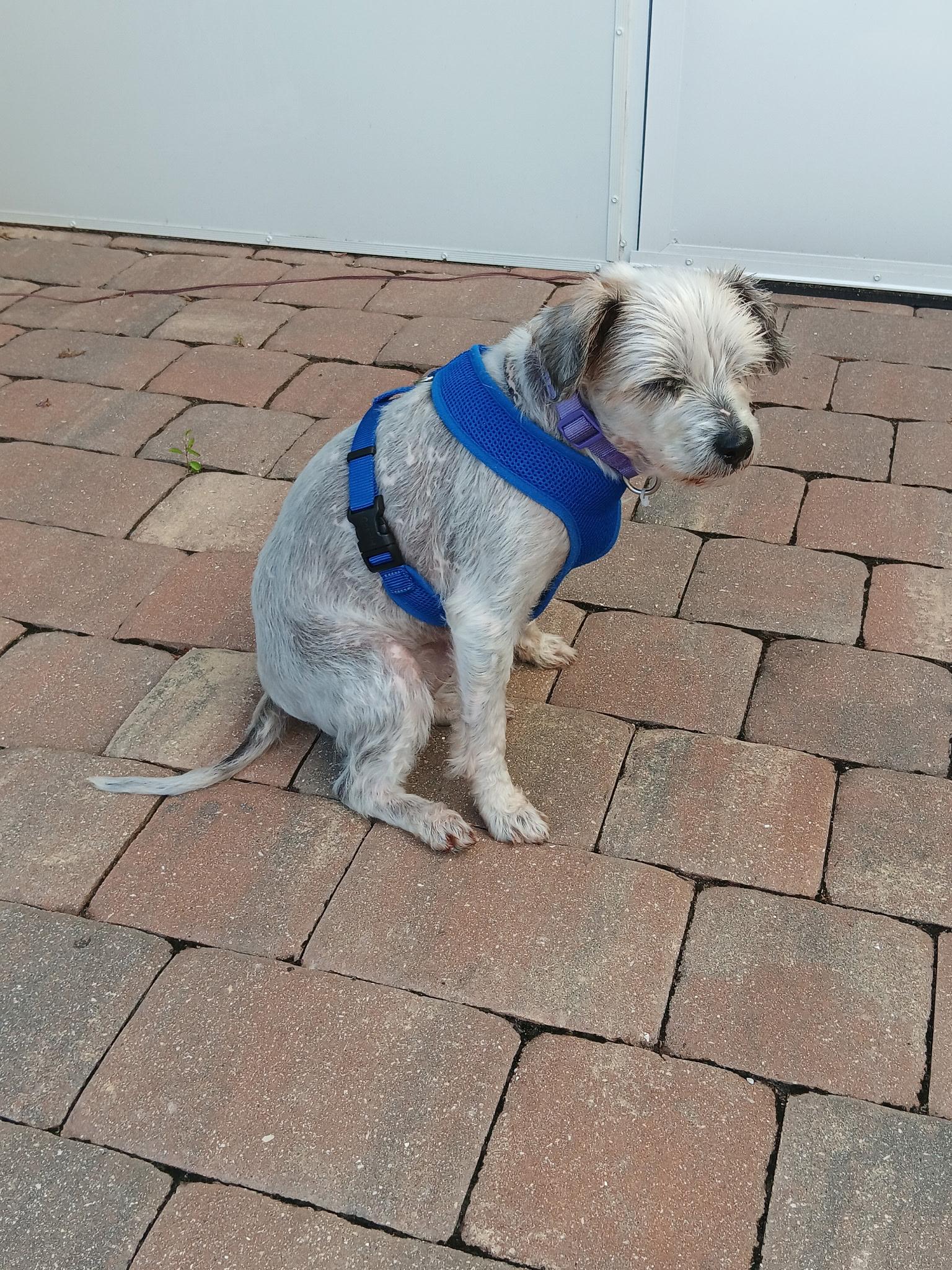 Enlarge Royalty, a ADOPTABLE mixed breed in Bradenton, FL image 2/5