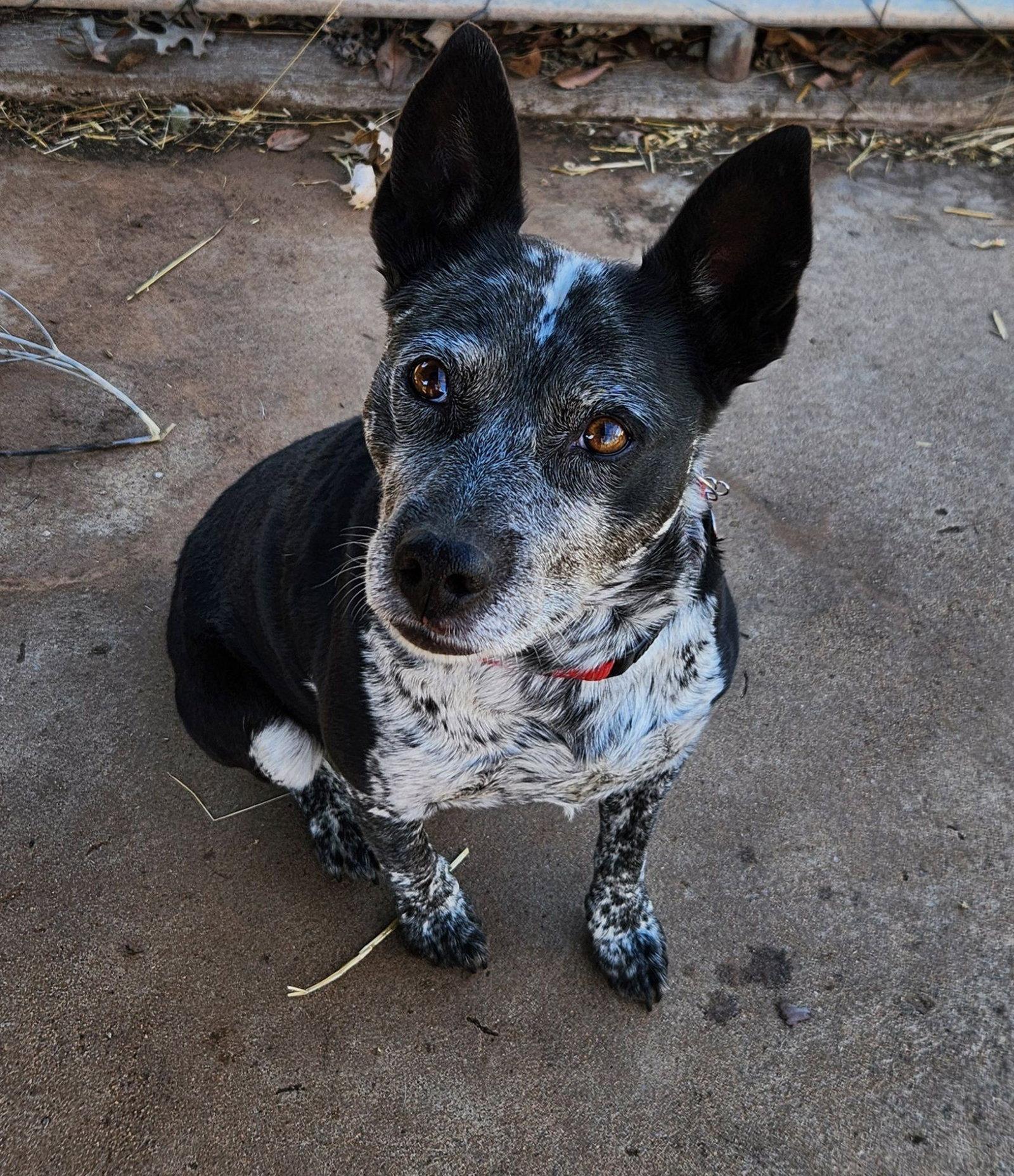 Enlarge Trixie, a Adopted Australian Cattle Dog / Blue Heeler in Clinton, OK image 1/3
