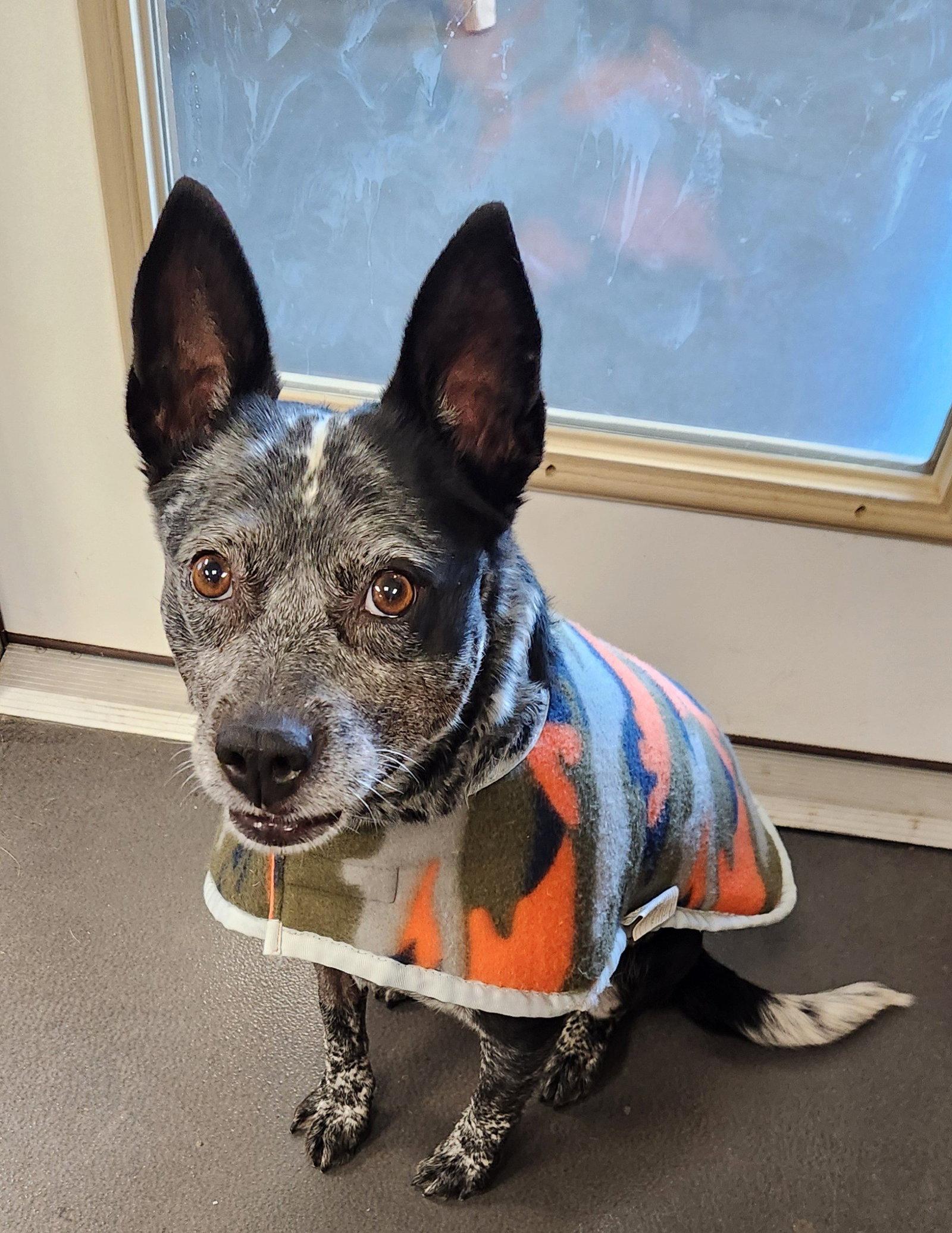 Enlarge Trixie, a Adopted Australian Cattle Dog / Blue Heeler in Clinton, OK image 2/3