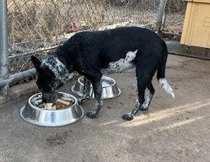 Enlarge Trixie, a Adopted Australian Cattle Dog / Blue Heeler in Clinton, OK image 3/3