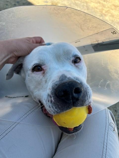 Tilly, a ADOPTABLE Pit Bull Terrier in Phoenix, OR image 3/5