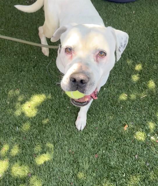 Tilly, ADOPTABLE, Adult Female Pit Bull Terrier.