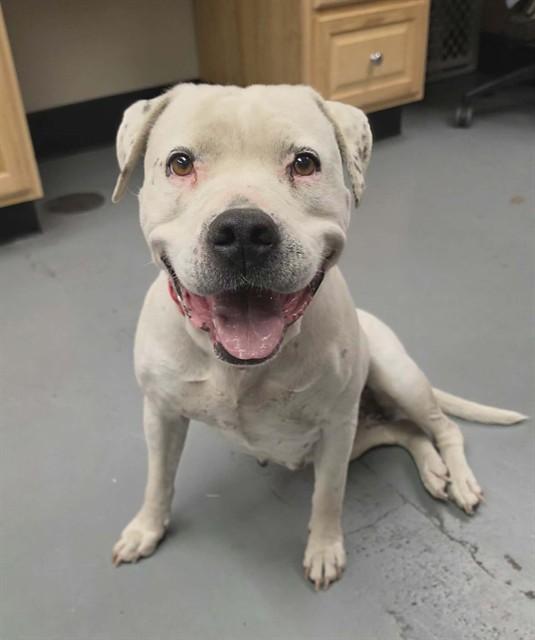 Tilly, a ADOPTABLE Pit Bull Terrier in Phoenix, OR image 4/5