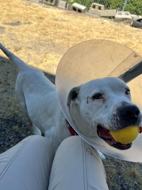 Tilly, a ADOPTABLE Pit Bull Terrier in Phoenix, OR image 5/5