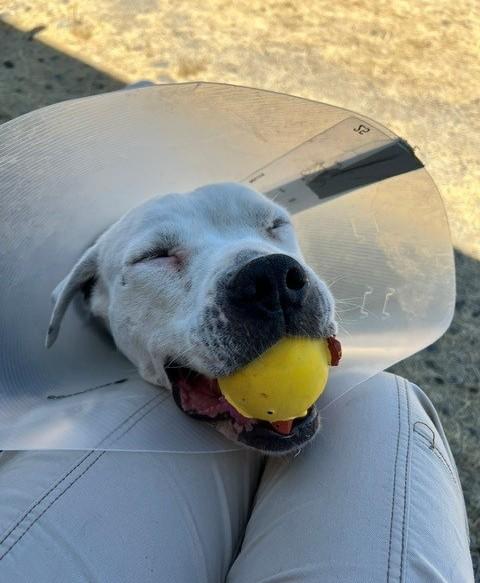 Tilly, a ADOPTABLE Pit Bull Terrier in Phoenix, OR image 2/5