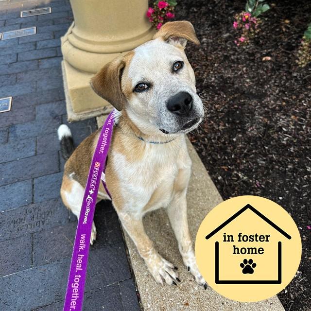GROVER, Adoptable, Young Male Pit Bull Terrier & Australian Cattle Dog / Blue Heeler.