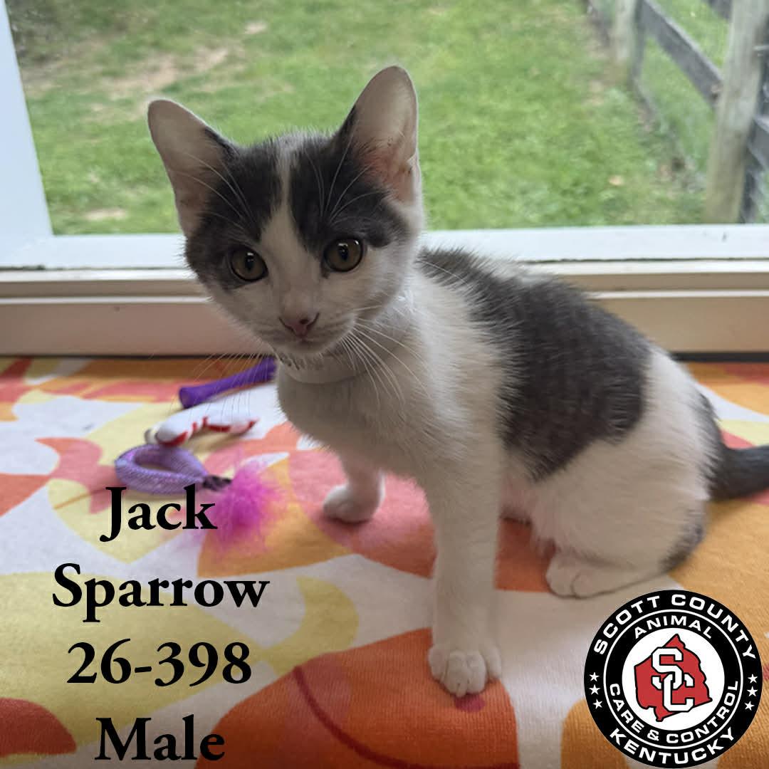 Jack Sparrow, Adopted, Young Male Domestic Short Hair.