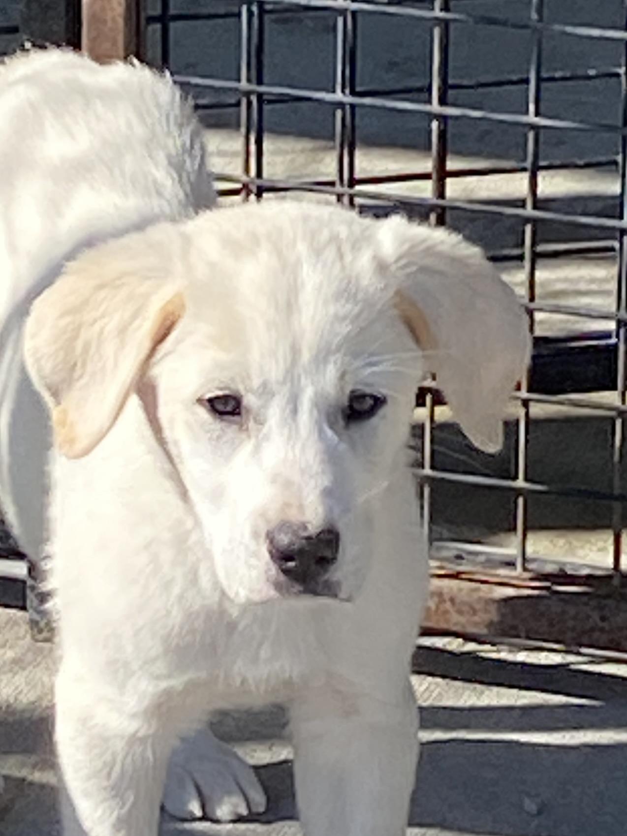 Jackson, adopted, Puppy Male Great Pyrenees & Anatolian Shepherd.