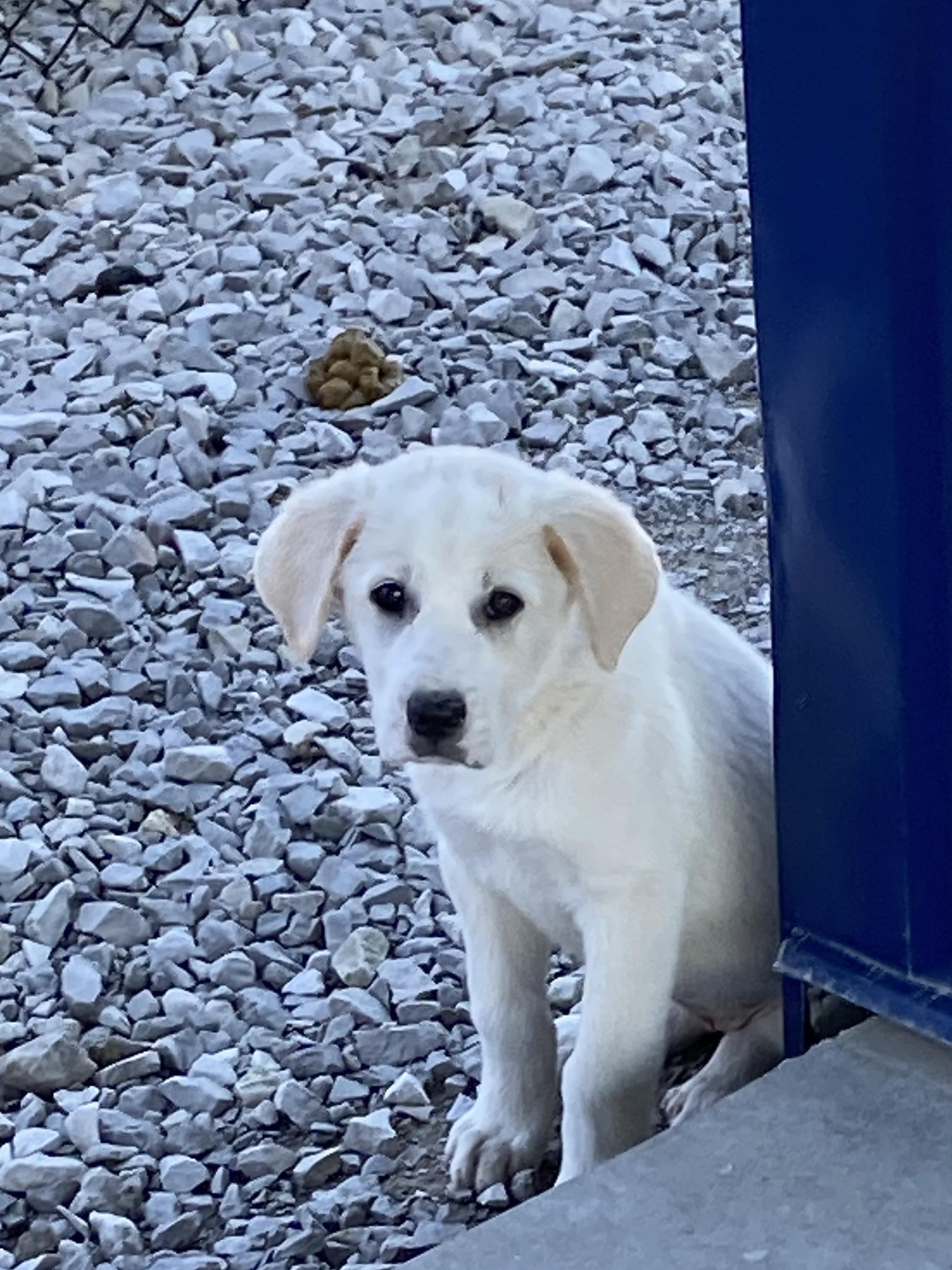 Enlarge Jackson, an adopted mixed breed in Stormville, NY image 2/4