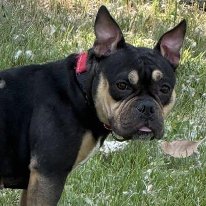 Enlarge Coco, a Adoptable mixed breed in Fergus Falls, MN image 2/3