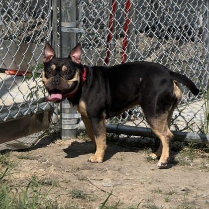 Enlarge Coco, a Adoptable mixed breed in Fergus Falls, MN image 3/3