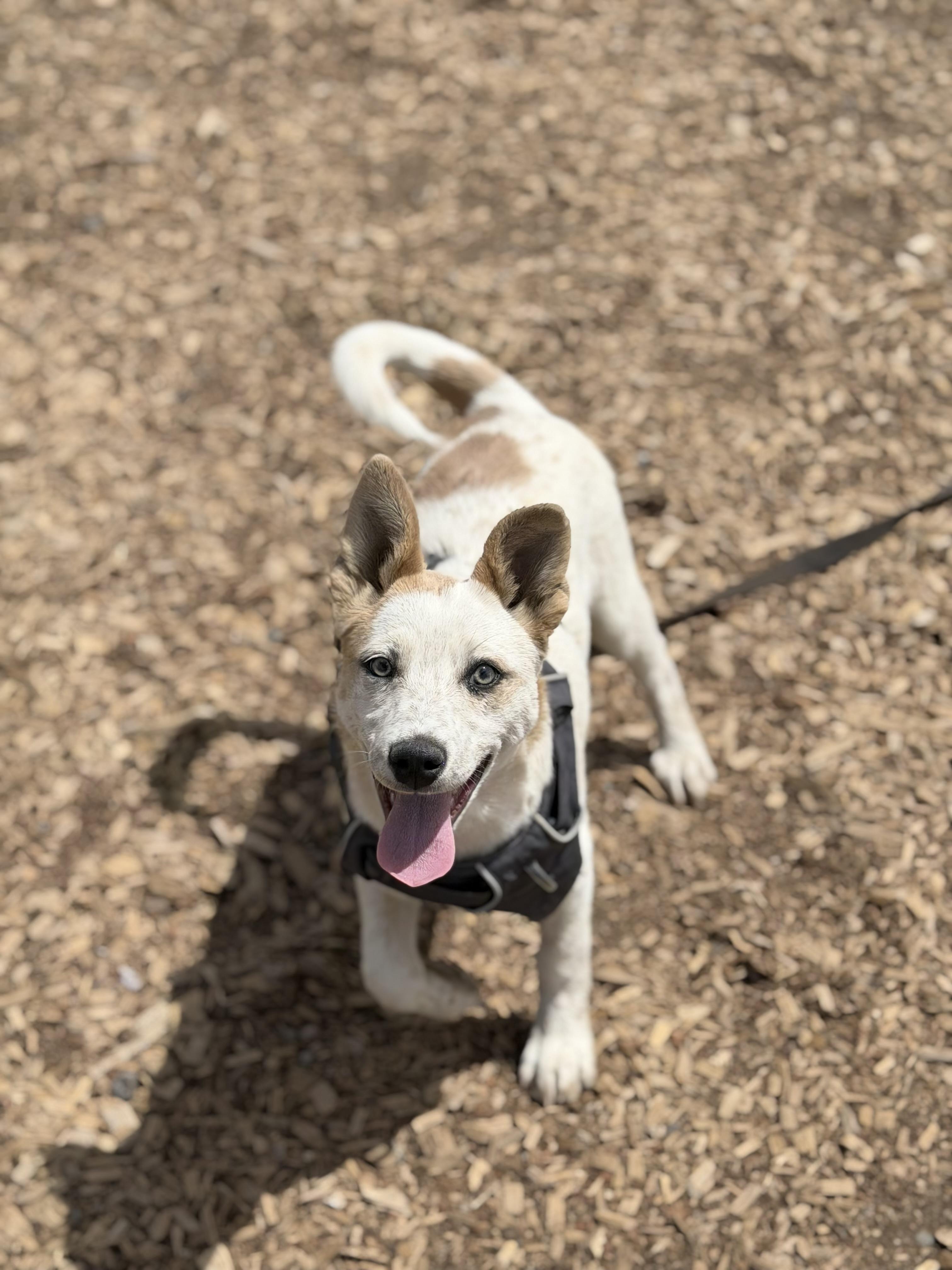 Sesame, ADOPTABLE, Young Female Cattle Dog.