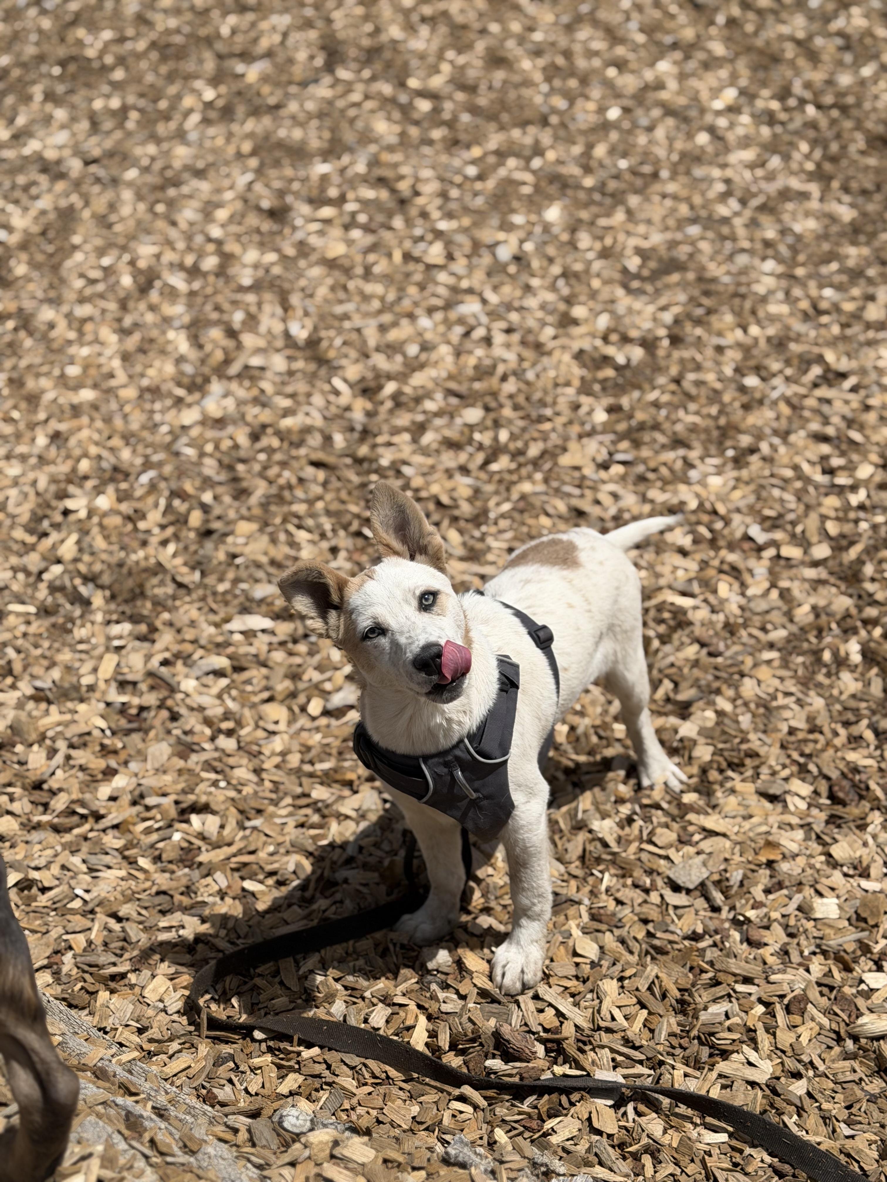 Enlarge Sesame, an adopted mixed breed in Pagosa Springs, CO image 2/3