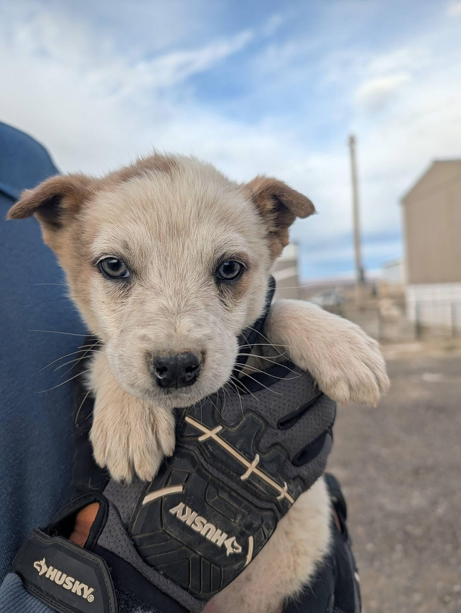 Enlarge Sesame, a ADOPTABLE mixed breed in Pagosa Springs, CO image 1/1