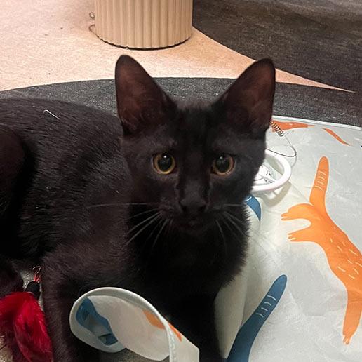 Enlarge Mac, a Adoptable Domestic Short Hair in Los Angeles, CA image 1/2