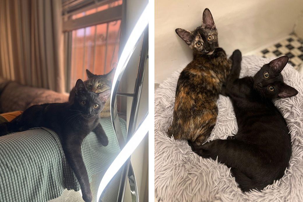 Enlarge Mac, a Adoptable Domestic Short Hair in Los Angeles, CA image 2/2