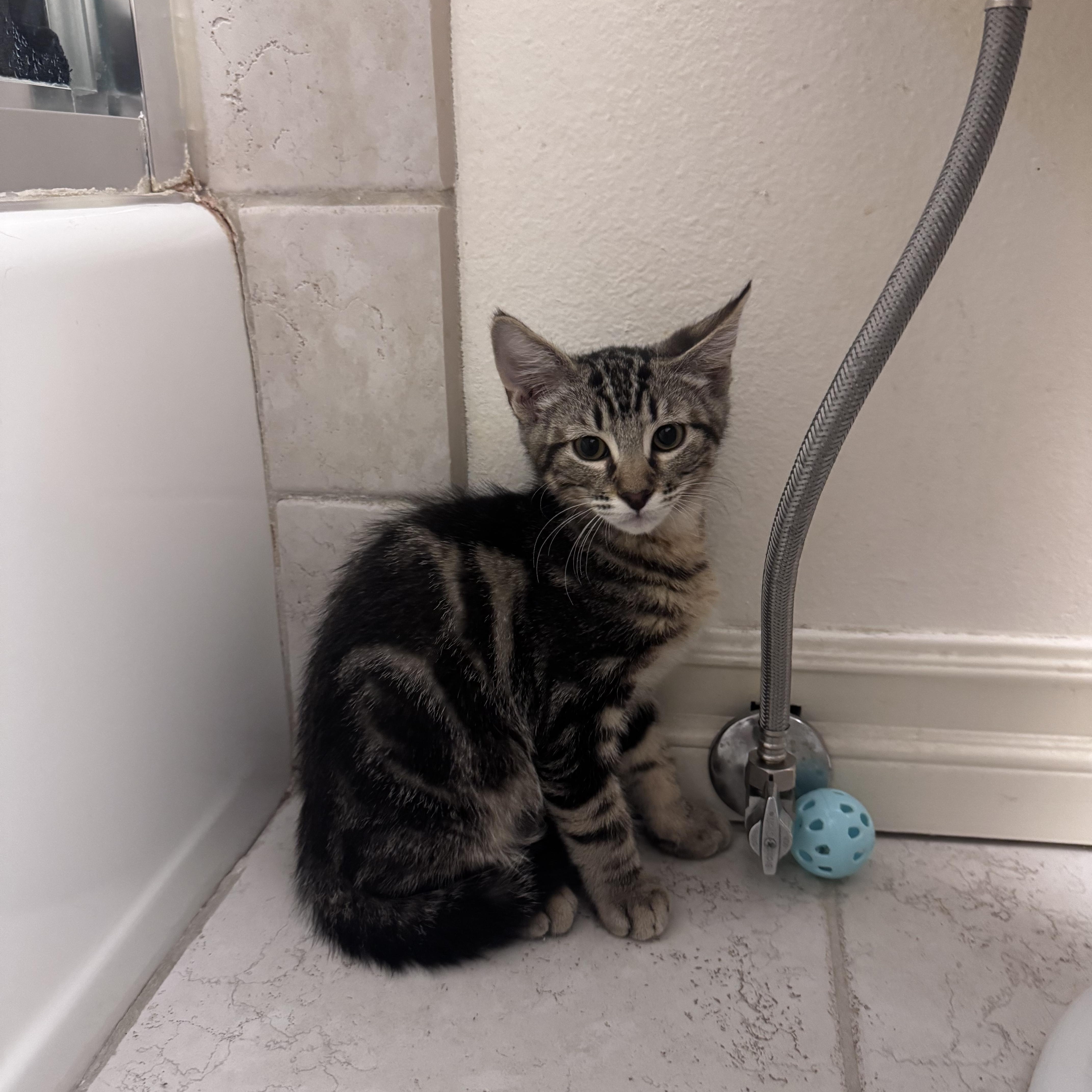 Ducky, a ADOPTABLE Domestic Medium Hair in San Diego, CA image 2/3