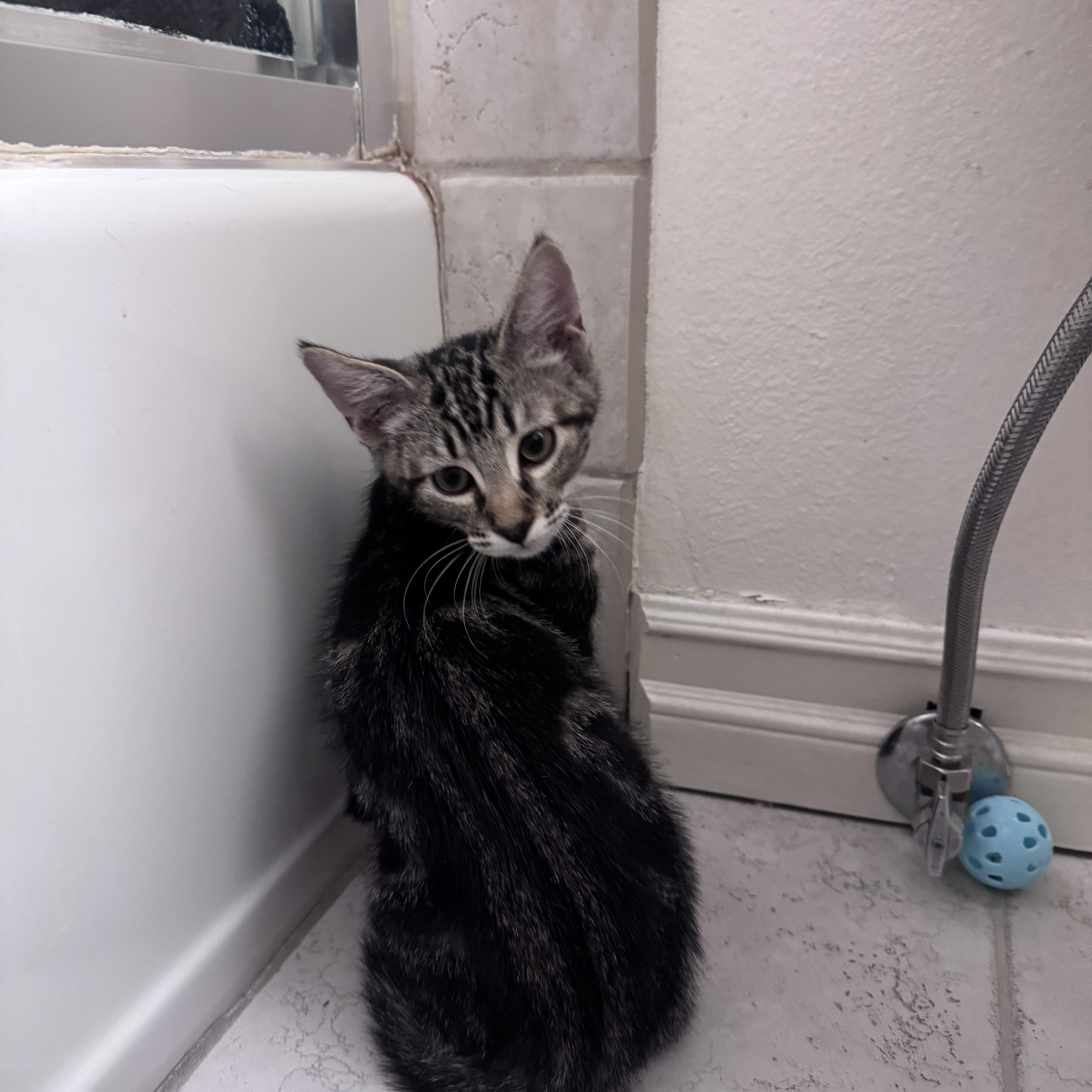 Ducky, a ADOPTABLE Domestic Medium Hair in San Diego, CA image 3/3