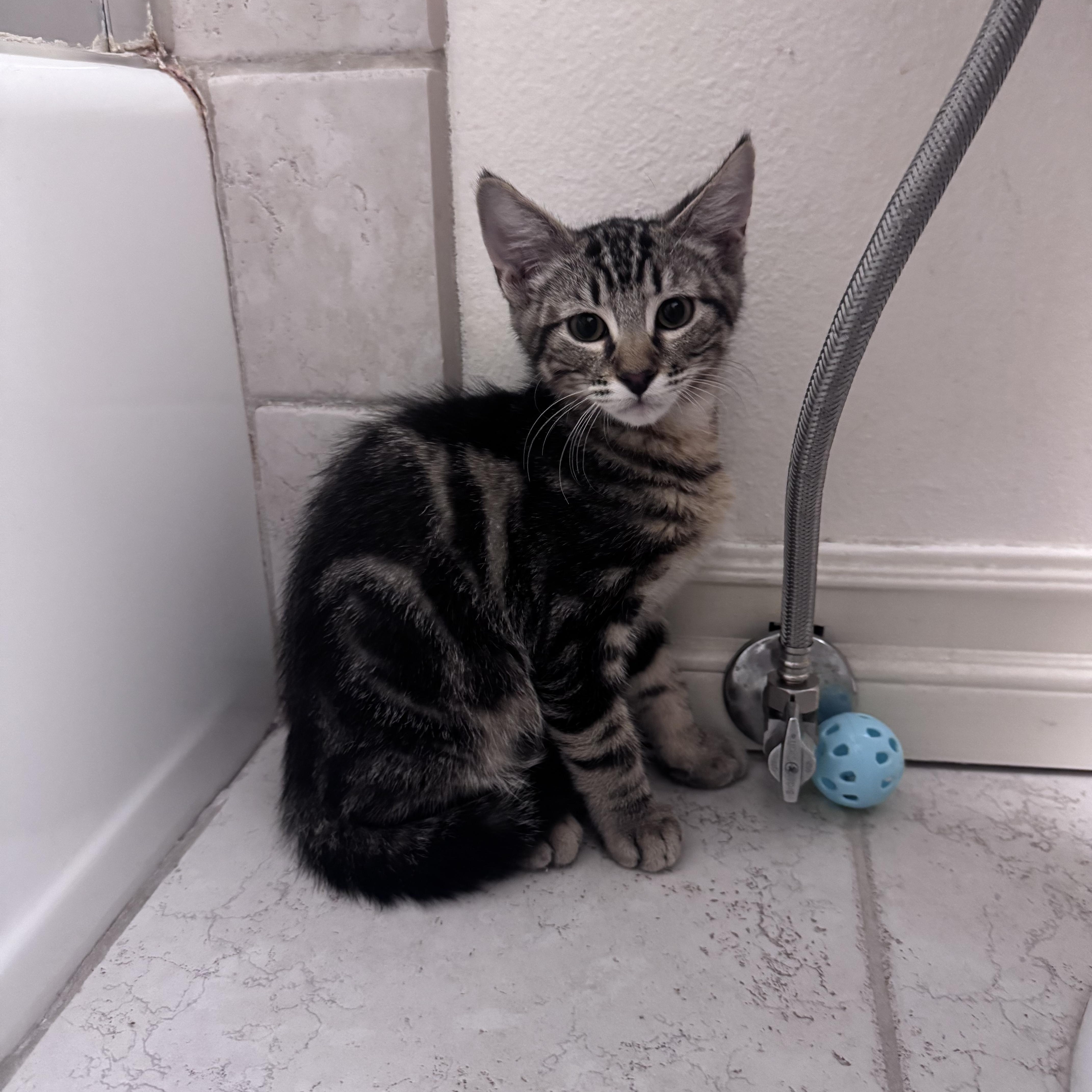 Ducky, ADOPTABLE, Kitten Male Domestic Medium Hair.