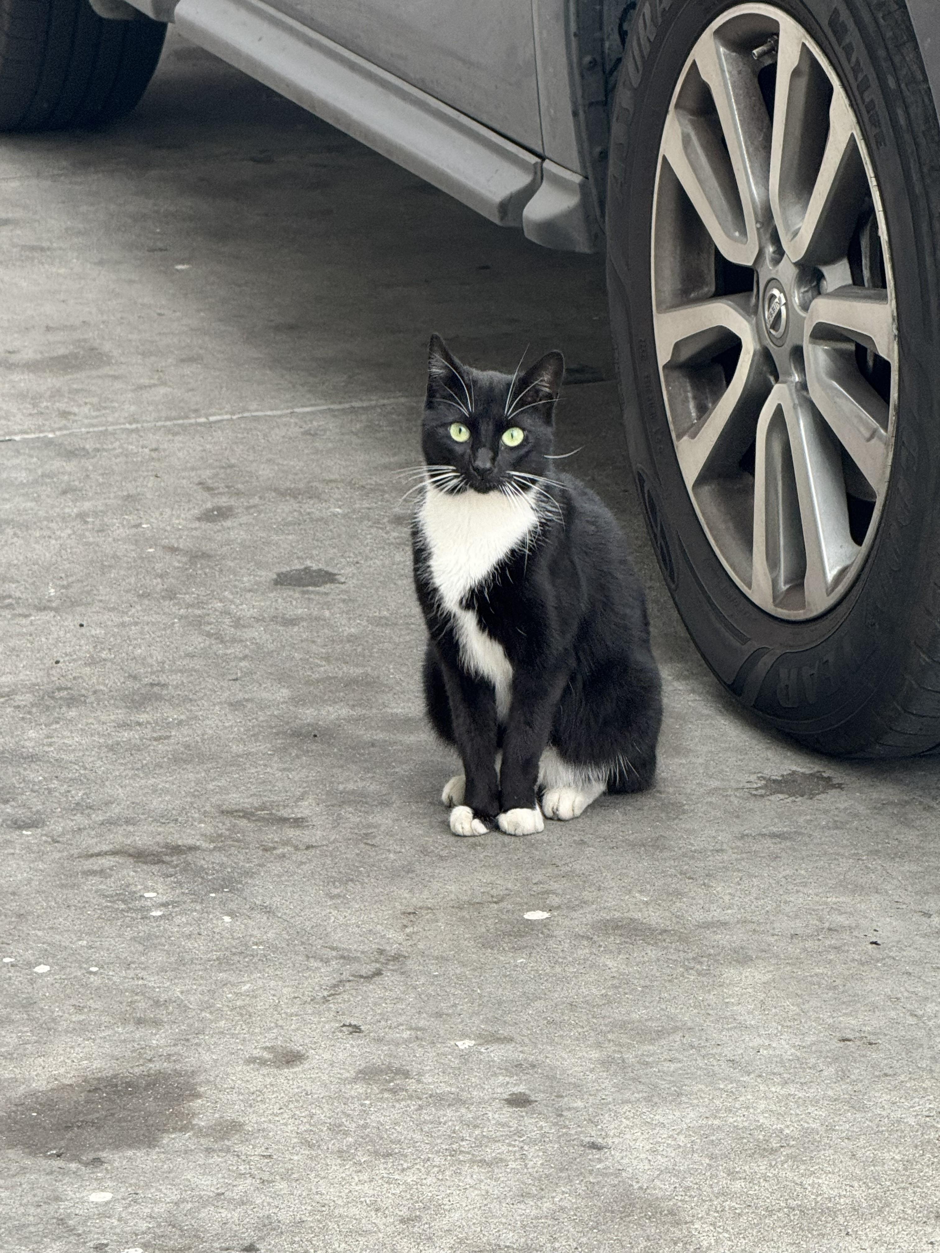 Maggie, a ADOPTABLE mixed breed in Oakland, CA image 2/2