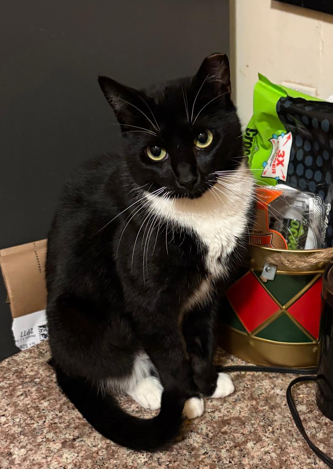 Maggie, ADOPTABLE, Adult Female Tuxedo.