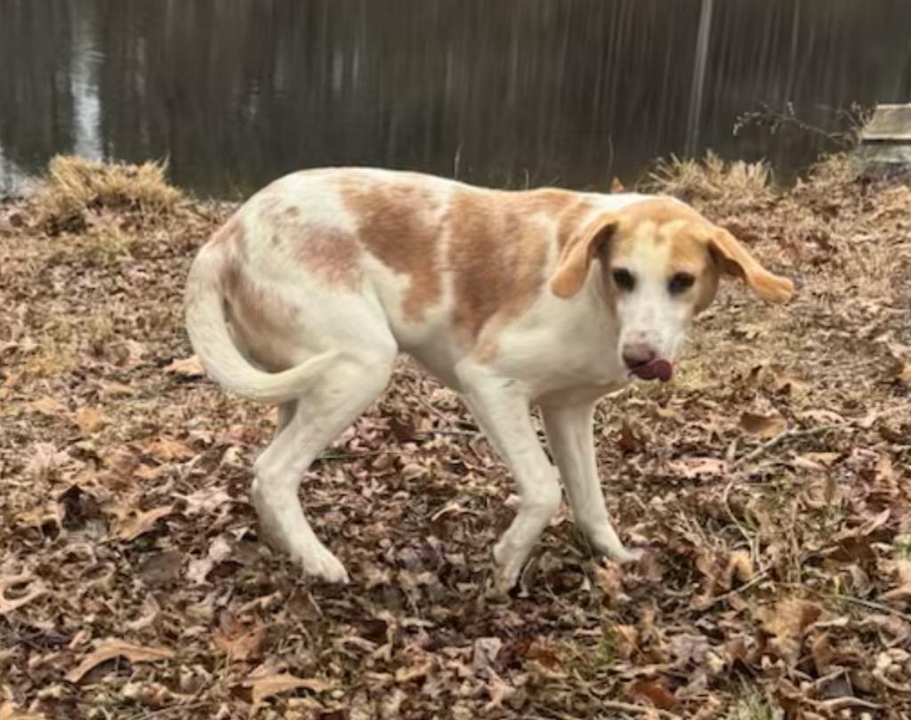 Enlarge Jimmy, a Adoptable Hound in Oxford, NC image 1/2