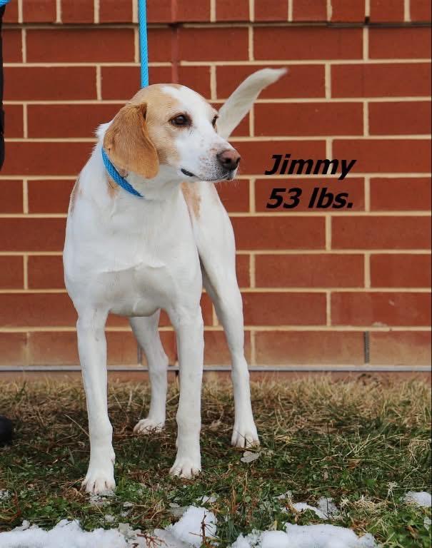 Enlarge Jimmy, a Adoptable Hound in Oxford, NC image 2/2