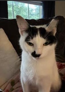 Enlarge Holly, a Adoptable Domestic Short Hair in Rockville, MD image 1/3