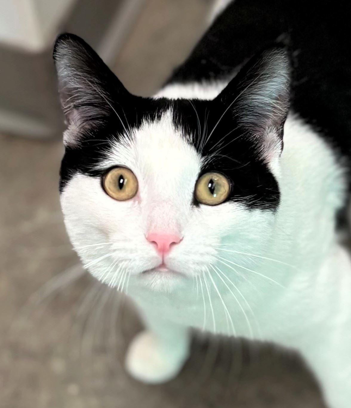 Mishmash, ADOPTABLE, Young Male Domestic Short Hair.