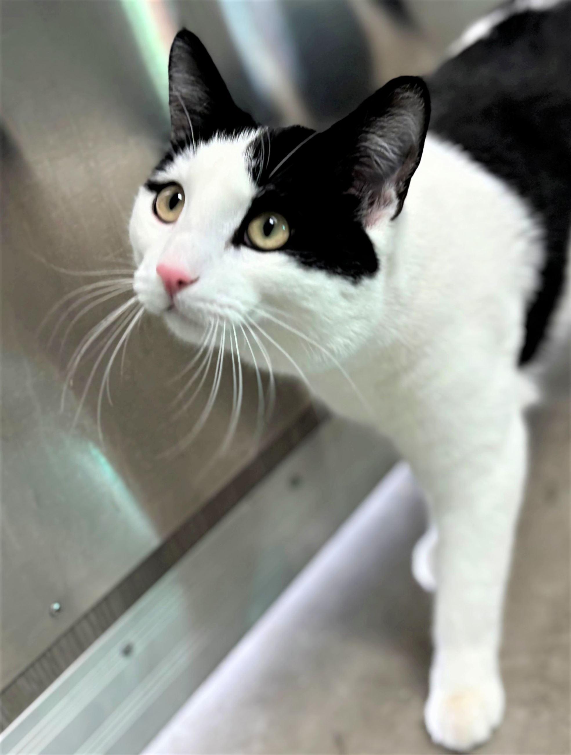 Enlarge Mishmash, a ADOPTABLE Domestic Short Hair in Iowa City, IA image 2/2