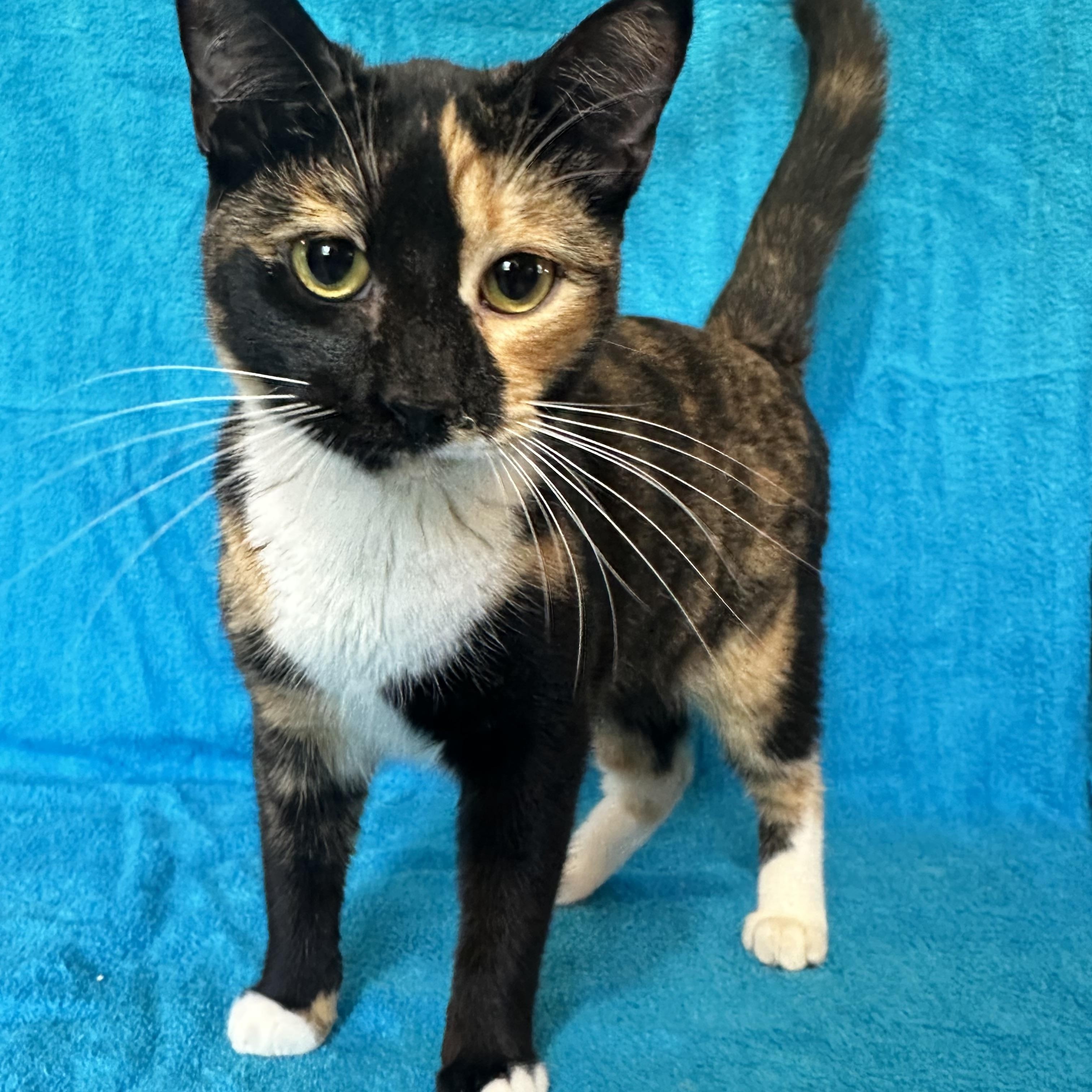 Cayenne, a Adoptable mixed breed in Lake Worth, FL image 1/4