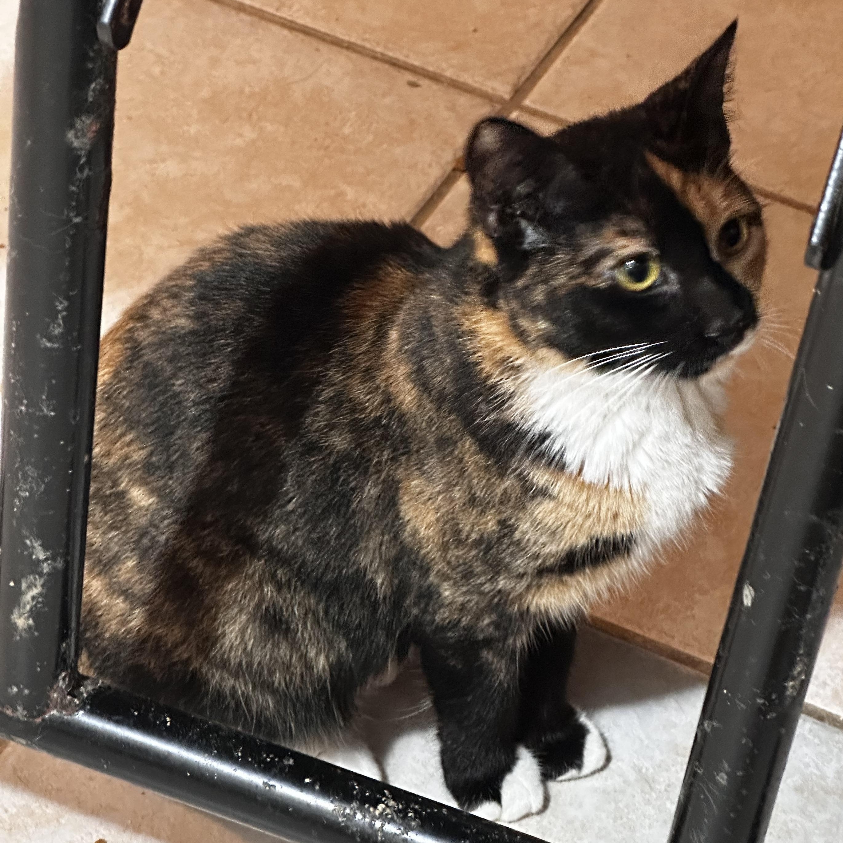 Cayenne, a Adoptable mixed breed in Lake Worth, FL image 4/4