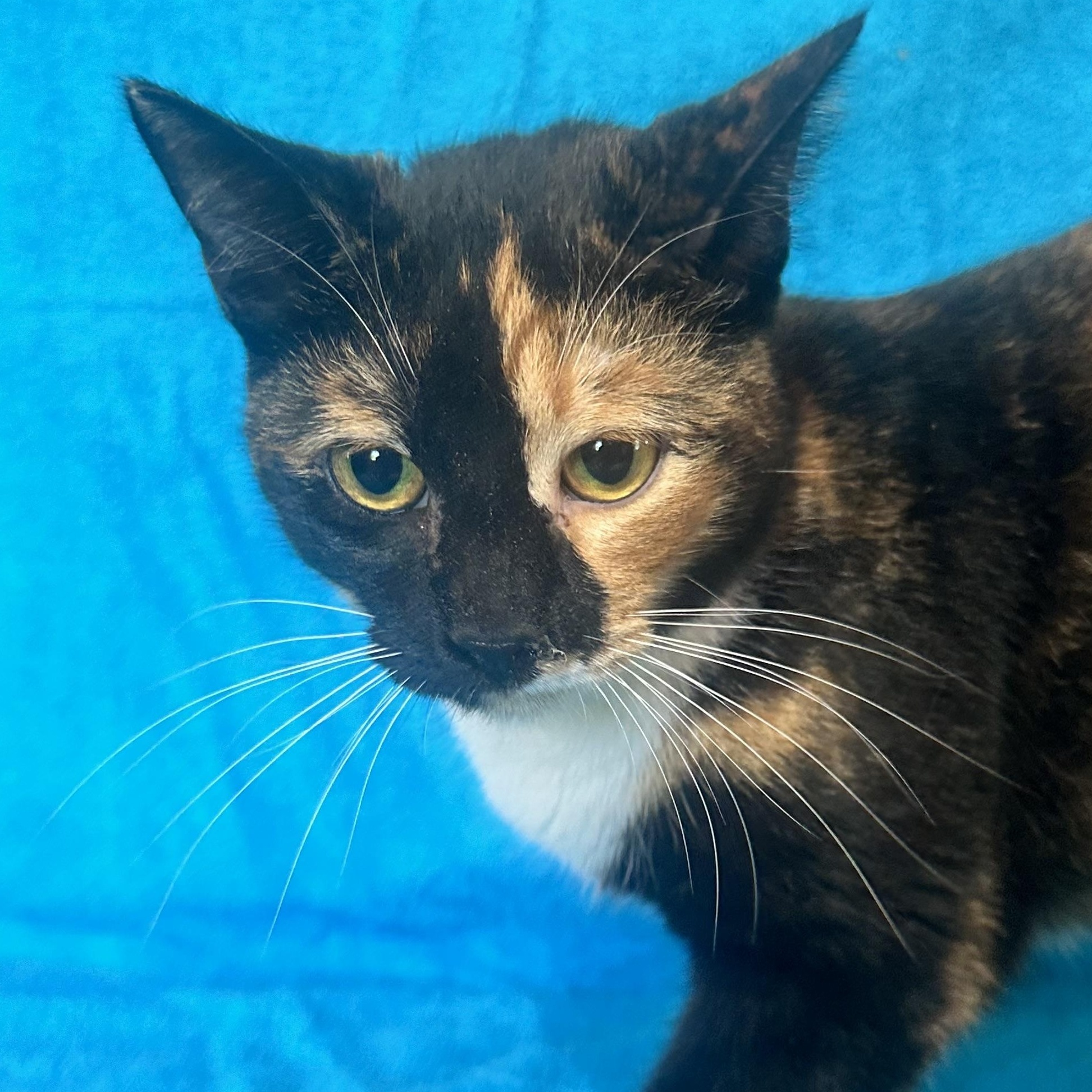 Cayenne, a Adoptable mixed breed in Lake Worth, FL image 3/4