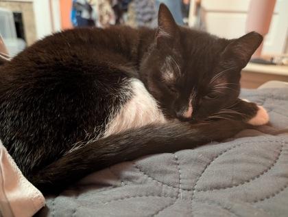 Stripey, Adoptable, Adult Female Domestic Short Hair & Domestic Short Hair.