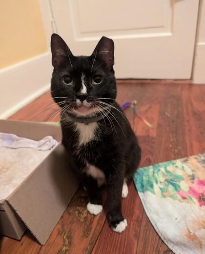 Enlarge Stripey, a Adoptable mixed breed in Savannah, GA image 2/3