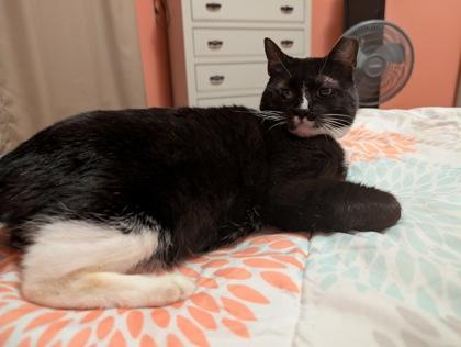 Enlarge Stripey, a Adoptable mixed breed in Savannah, GA image 3/3