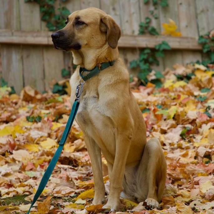 Enlarge Ms. Survivor Hopper ( Tripaw), a Adoptable mixed breed in Vancouver, BC image 2/6