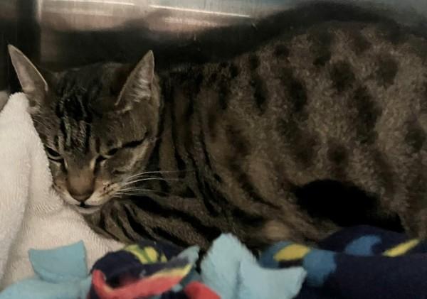 Spooky, Adoptable, Adult Female Domestic Short Hair.