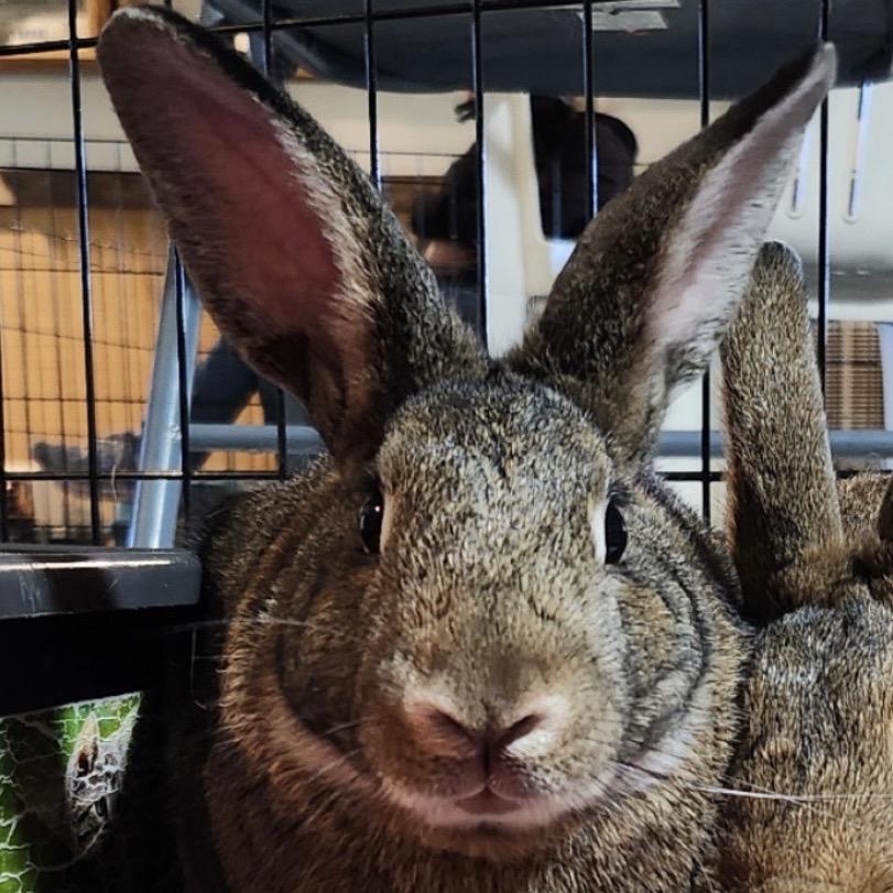 Enlarge Tully (and Muse), a Adoptable Dutch in Baltimore, MD image 1/6
